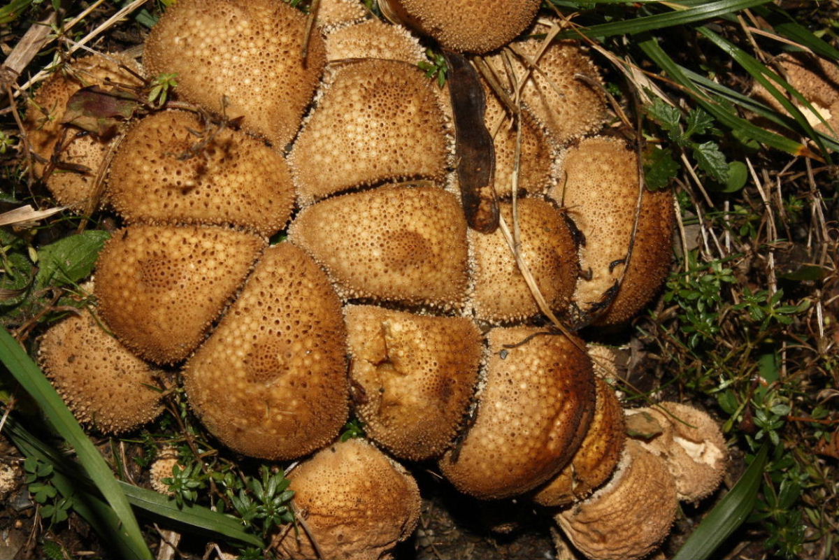 Vescia da determinare-2